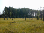 U.P. interior dune Fig. 13